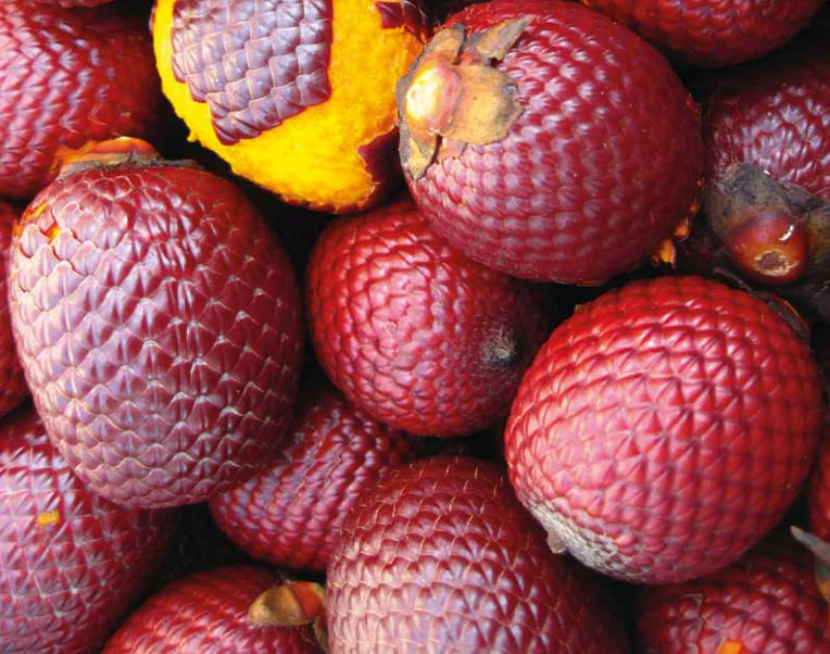 Fruto amazônico promete benefícios à saúde