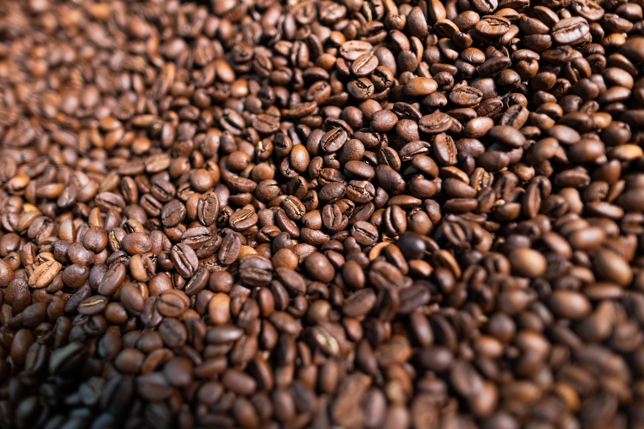 CNC defende soberania genética da cafeicultura brasileira