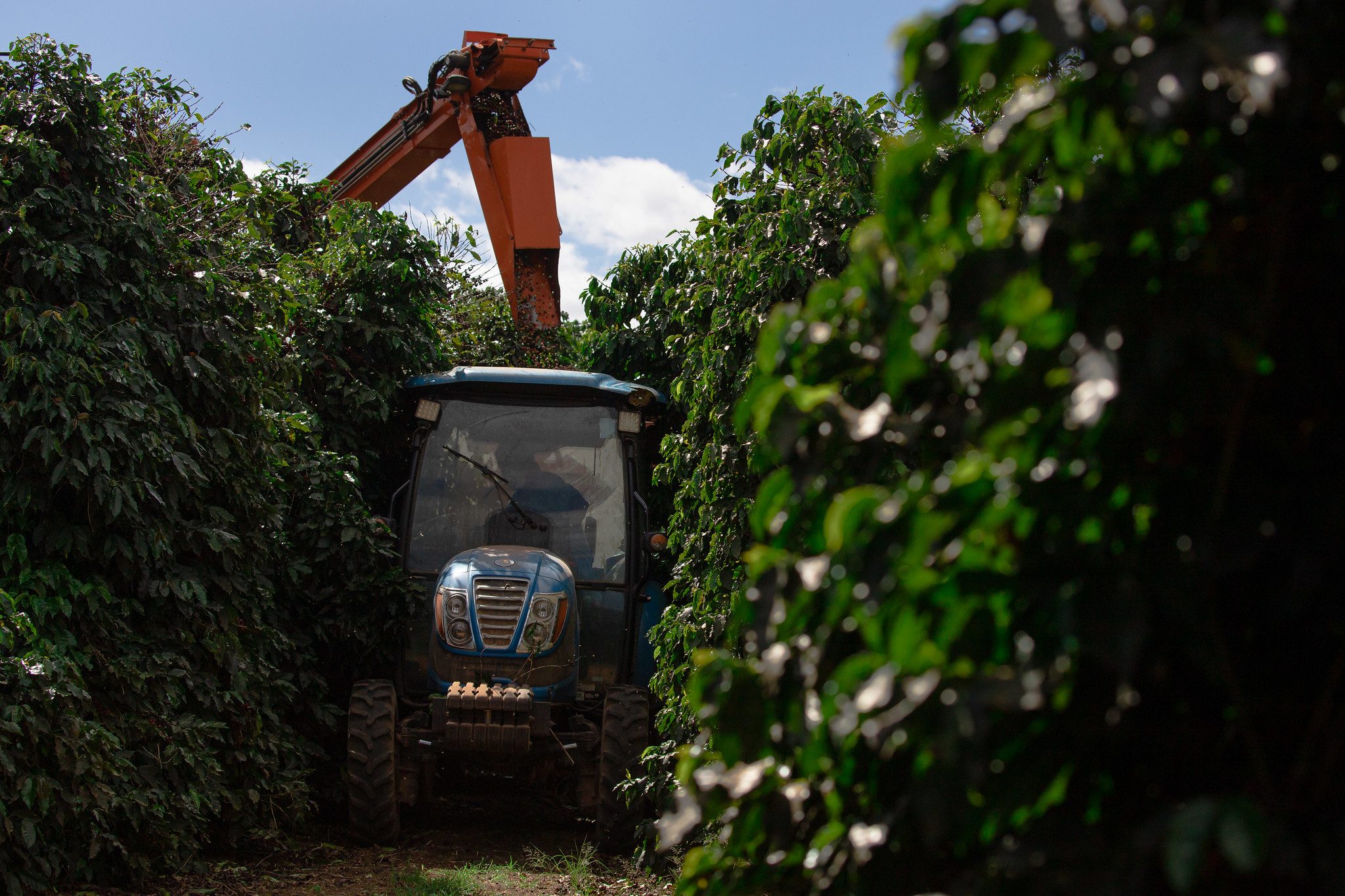 Exportação de café do Brasil tem receita recorde