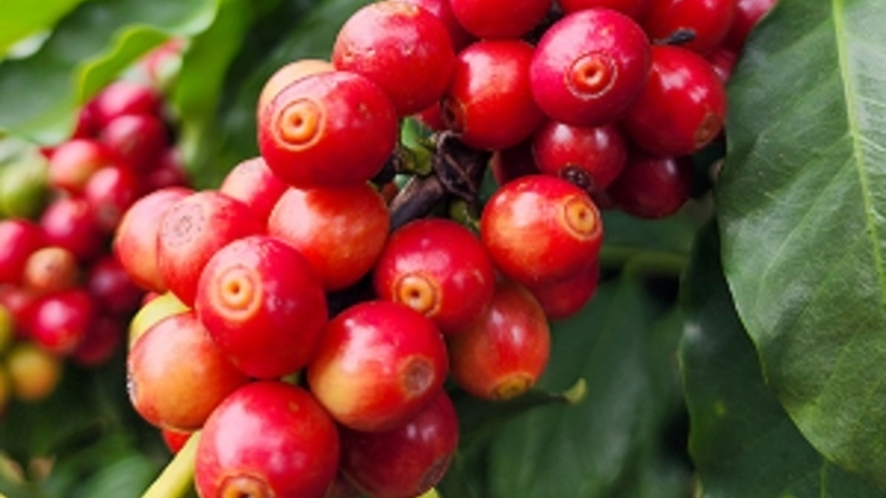 Brasil vai escolher os melhores cafés conilon e robusta em concurso internacional