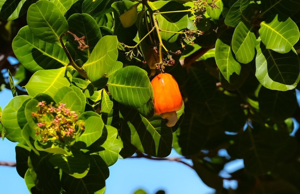 Produção de caju garante renda a agricultores familiares no Piauí