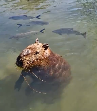 Vídeo de capivara nadando entre peixes impressiona pela beleza
