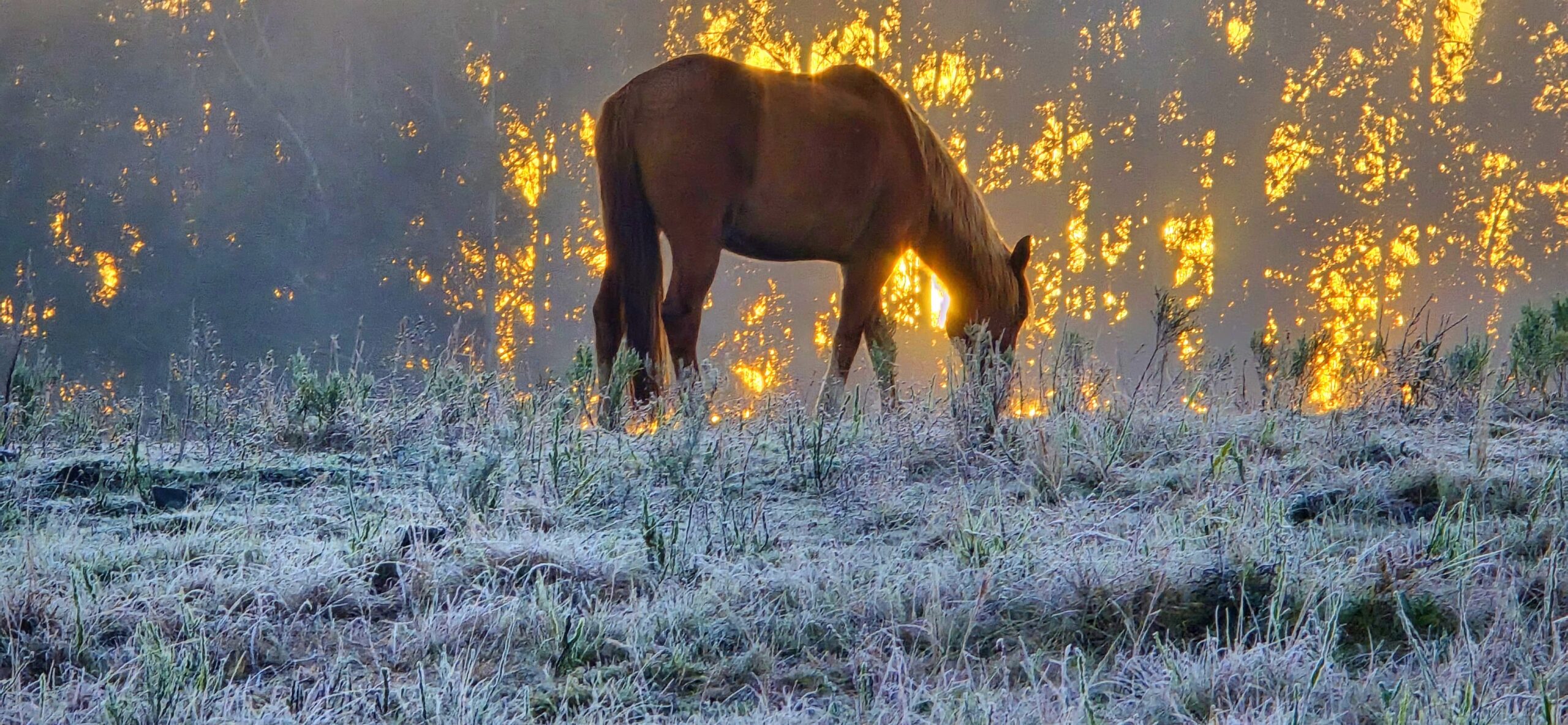 Fotógrafo flagra cavalo em meio a espetáculo da física
