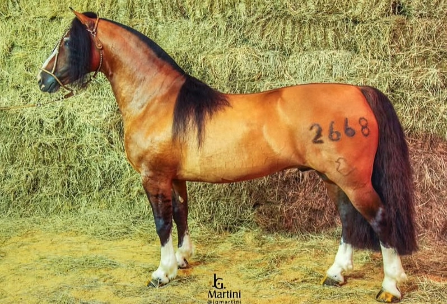 Morre Del Oeste Zorrino, cavalo que mudou a raça Crioula