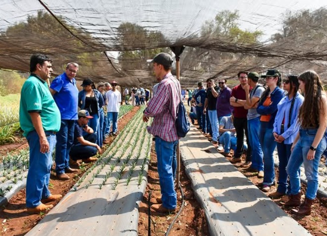 Feira do Abacaxi em Aparecida de Minas 