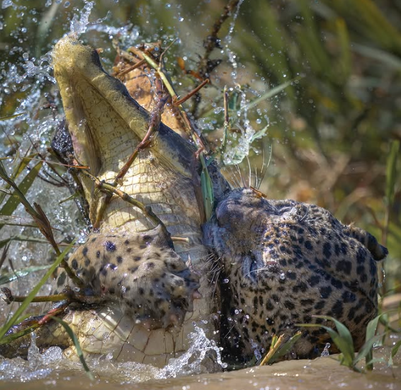 Flagrante – nova luta pela vida entre onça e jacaré no Pantanal