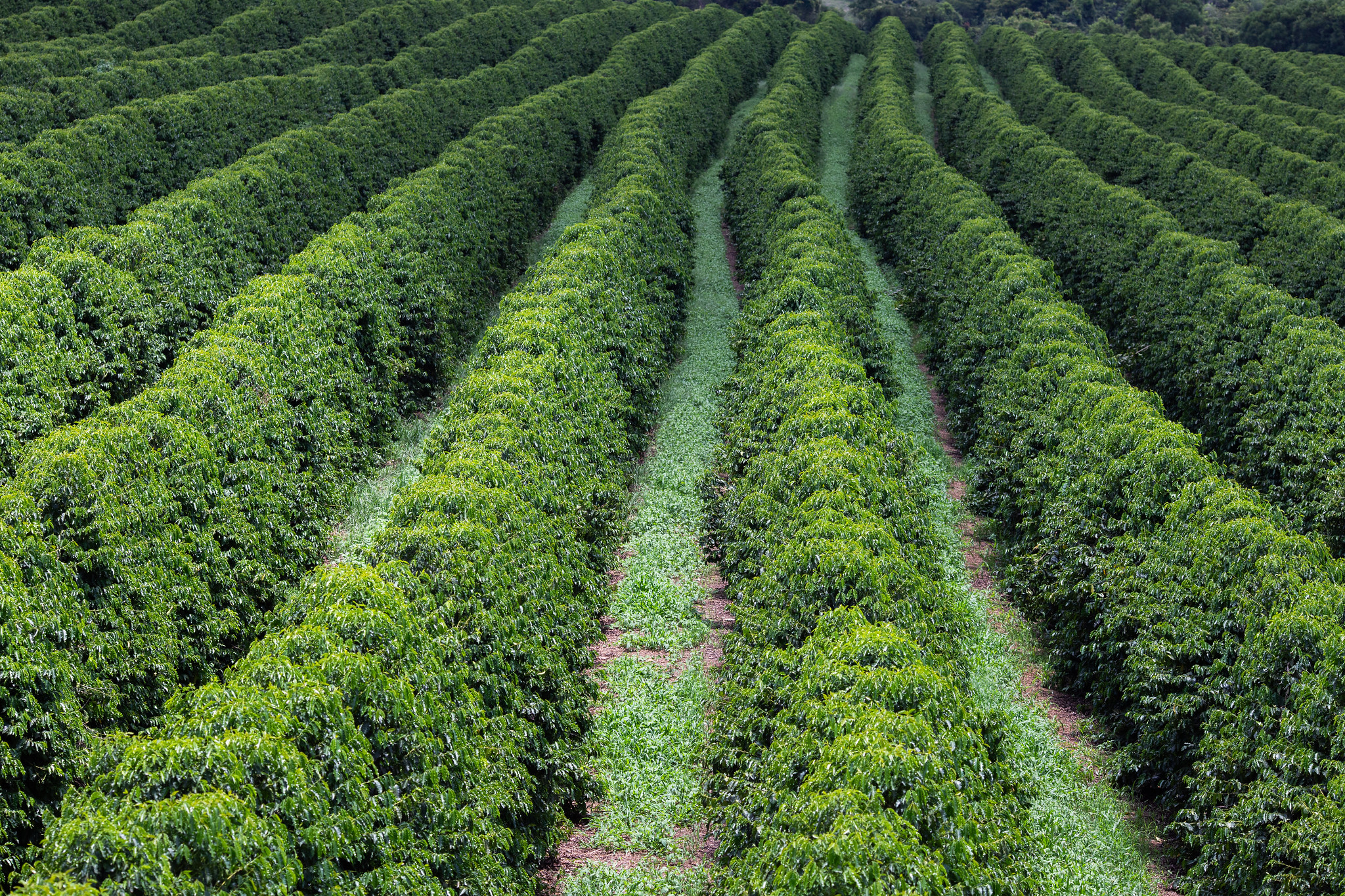 Icafolin-metil: novo herbicida promete combater resistência de plantas daninhas