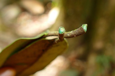 Hiperacumuladoras: conheça as plantas que ‘comem’ metal