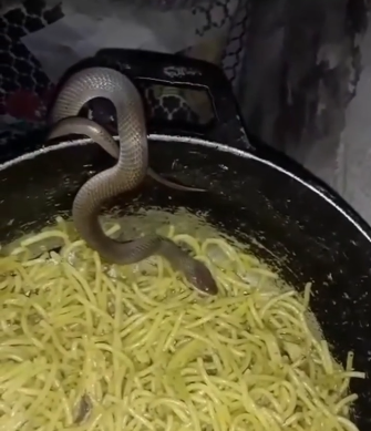 Self-service: cobra é flagrada comendo macarrão direto na panela
