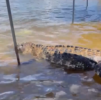 Jacaré gigante morto aparece em praia do Pará
