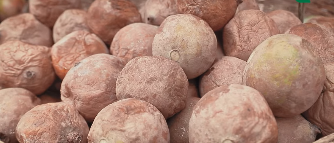 Um tesouro amazônico chamado jenipapo