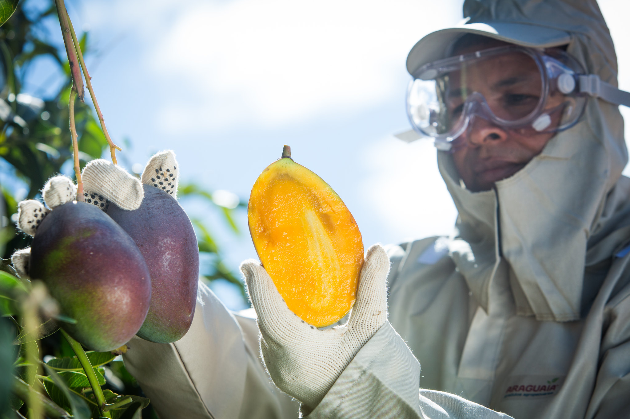 Manga é a fruta brasileira mais exportada em 2025