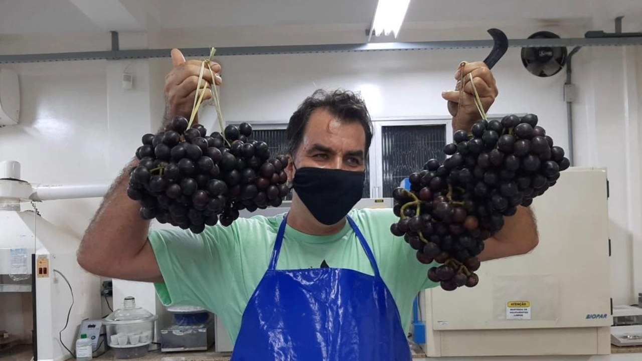 Mapati: a uva amazônica que pode virar vinho e geleia