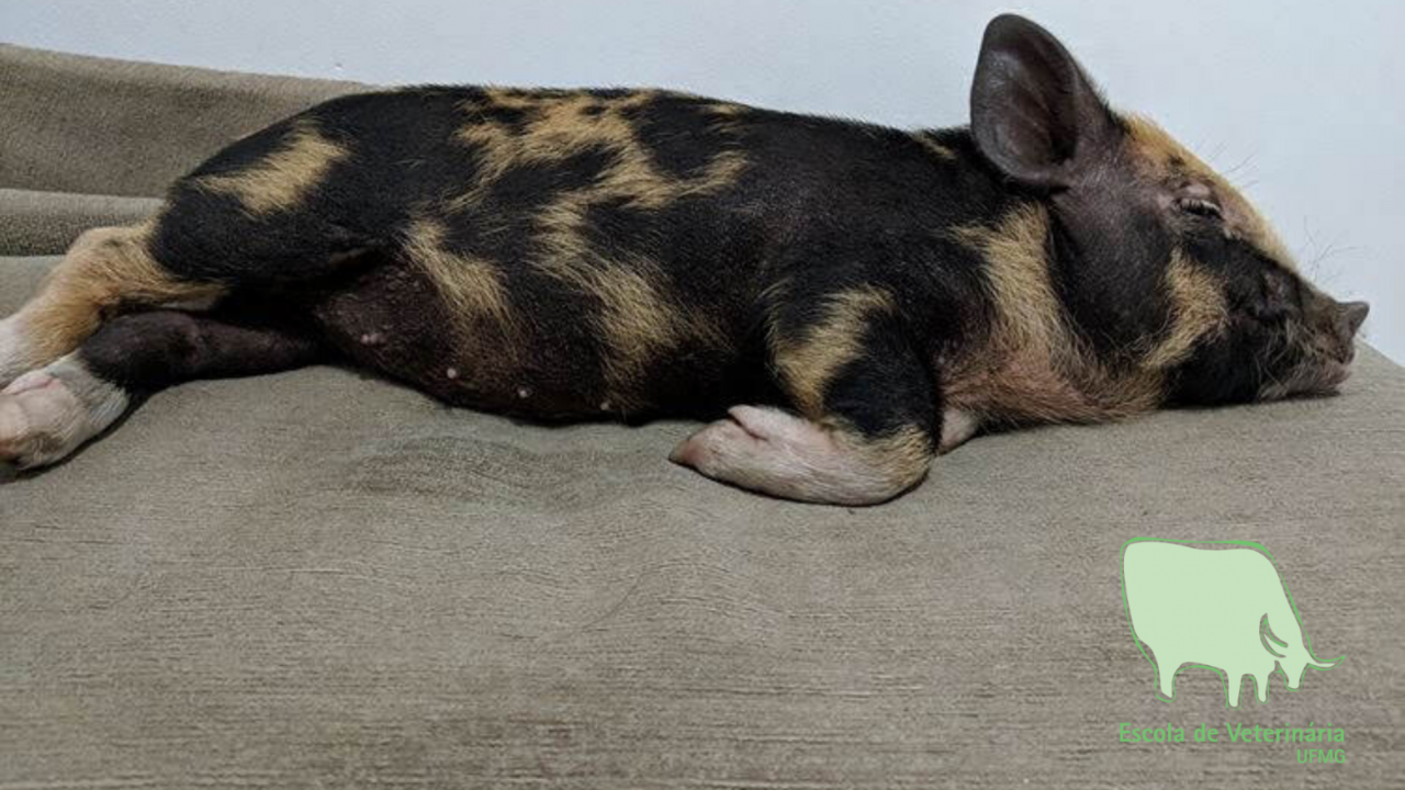 Mini porco e galinha Serama viram pets de luxo nas cidades
