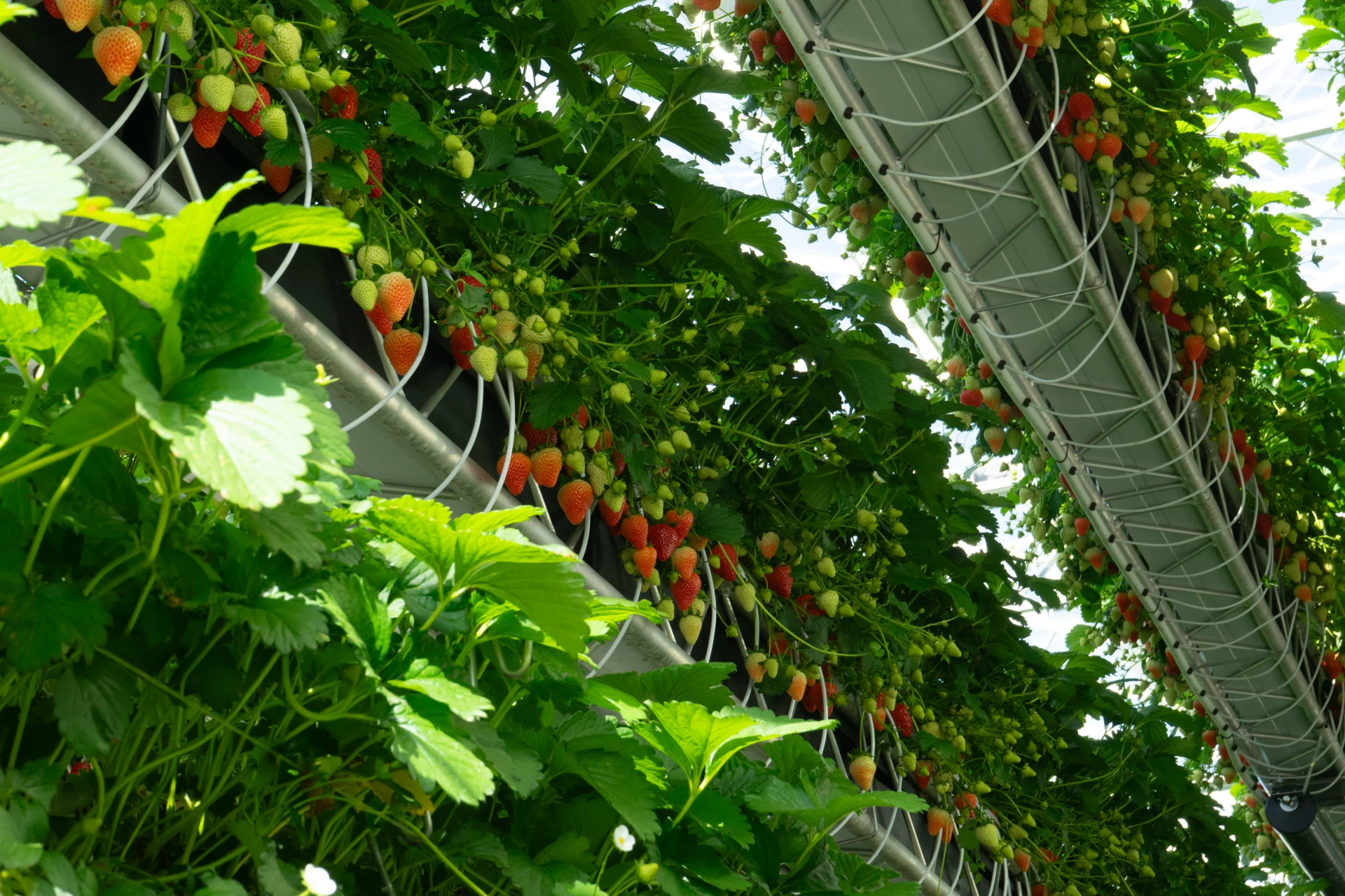 Empresa aposta em robôs e rodas gigantes para cultivar morangos