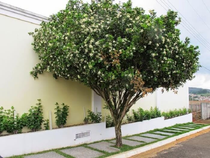 Campo Grande proíbe plantio de árvore que ameaça citricultura
