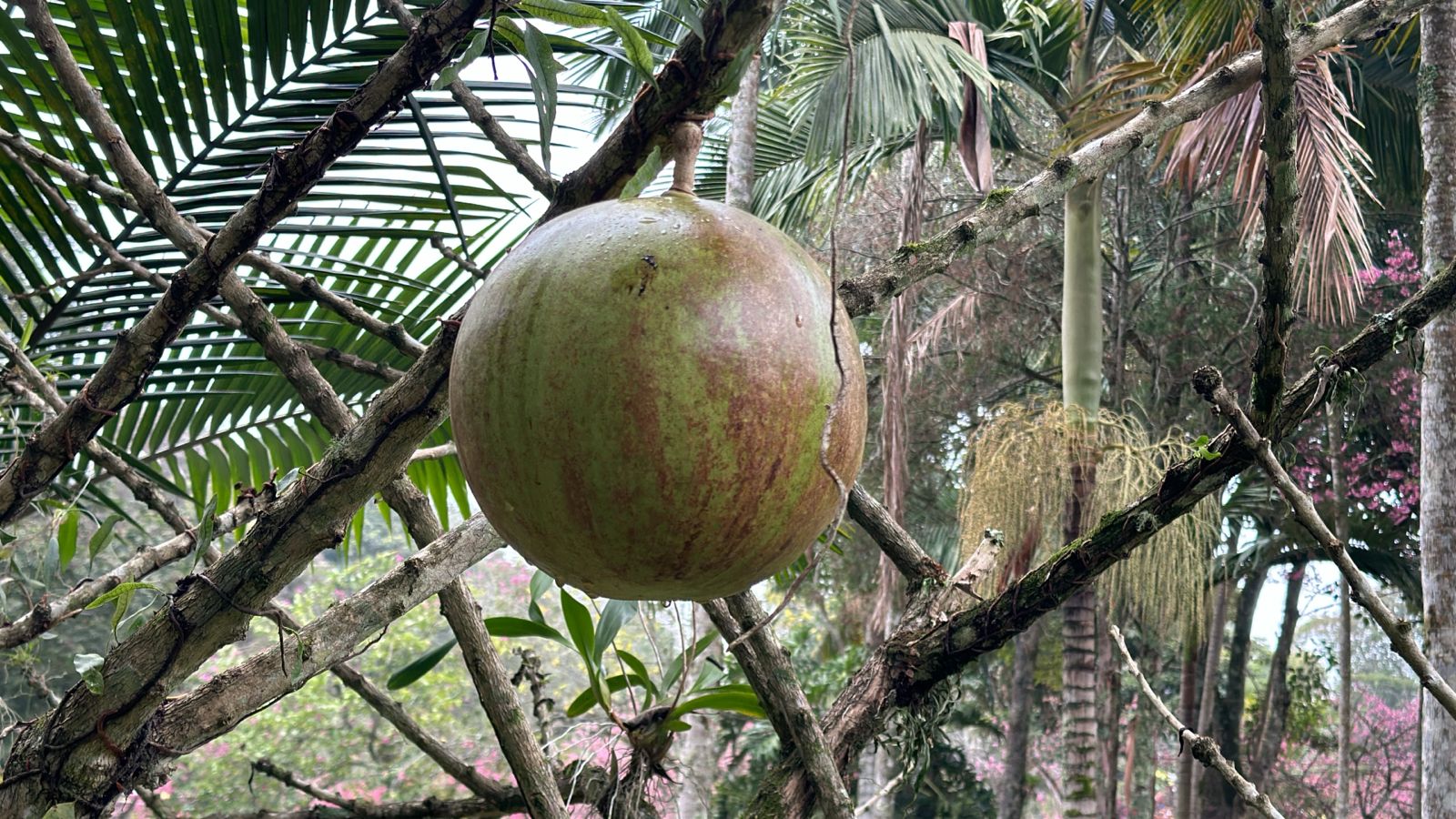 Oiti: a fruta dourada do cerrado