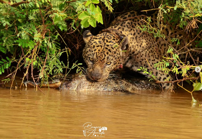 Incrível: onça-pintada mergulha por 30 segundos em captura de jacaré