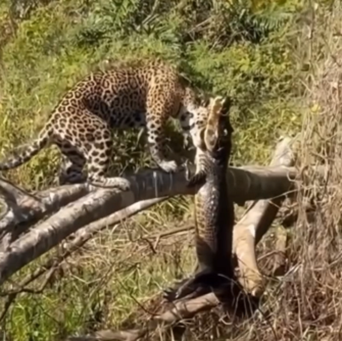 Flagrante: onça-pintada ataca jacaré no Pantanal