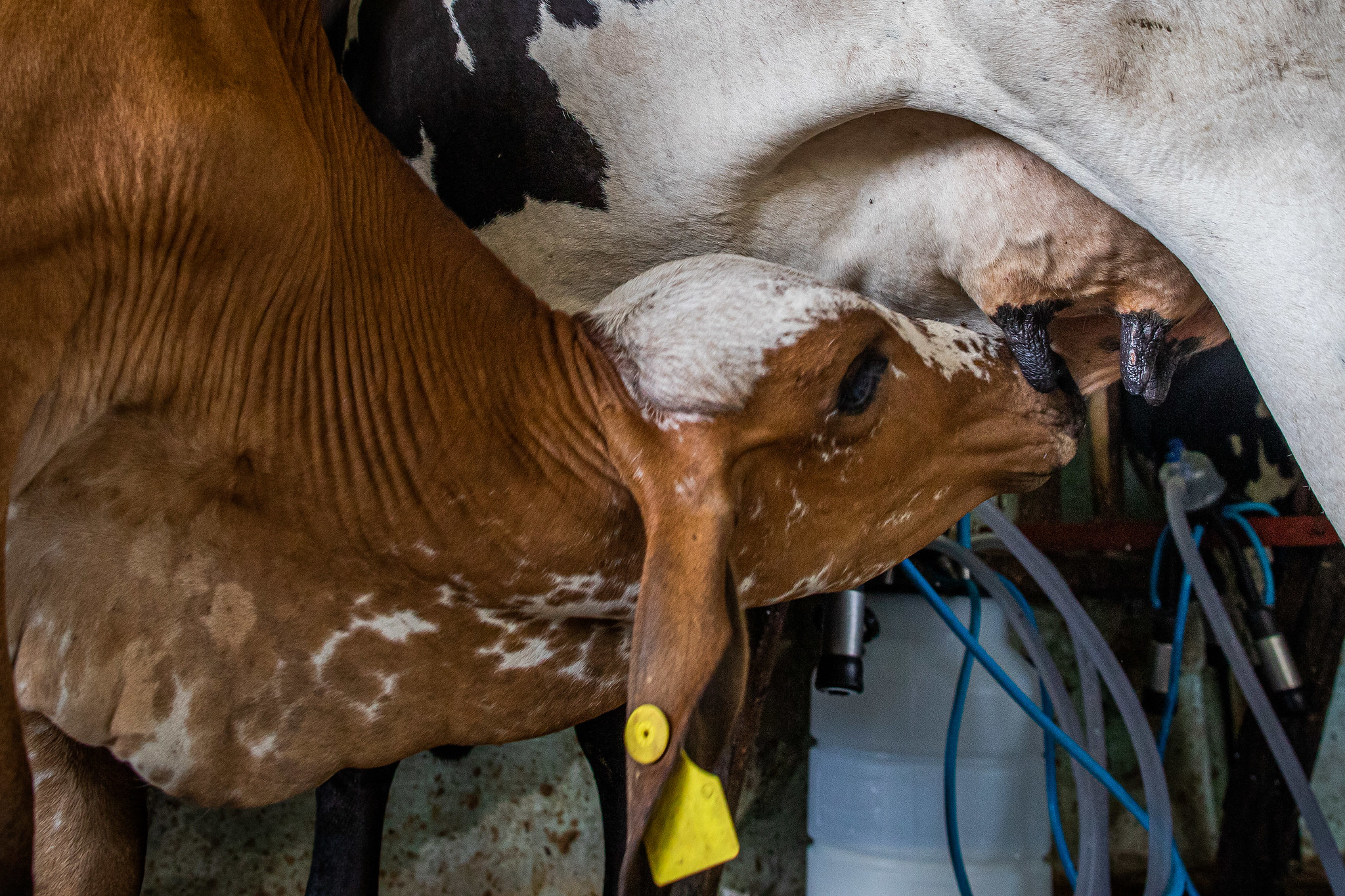 Menos vacas, mais leite: produção cresce 3 vezes no Brasil