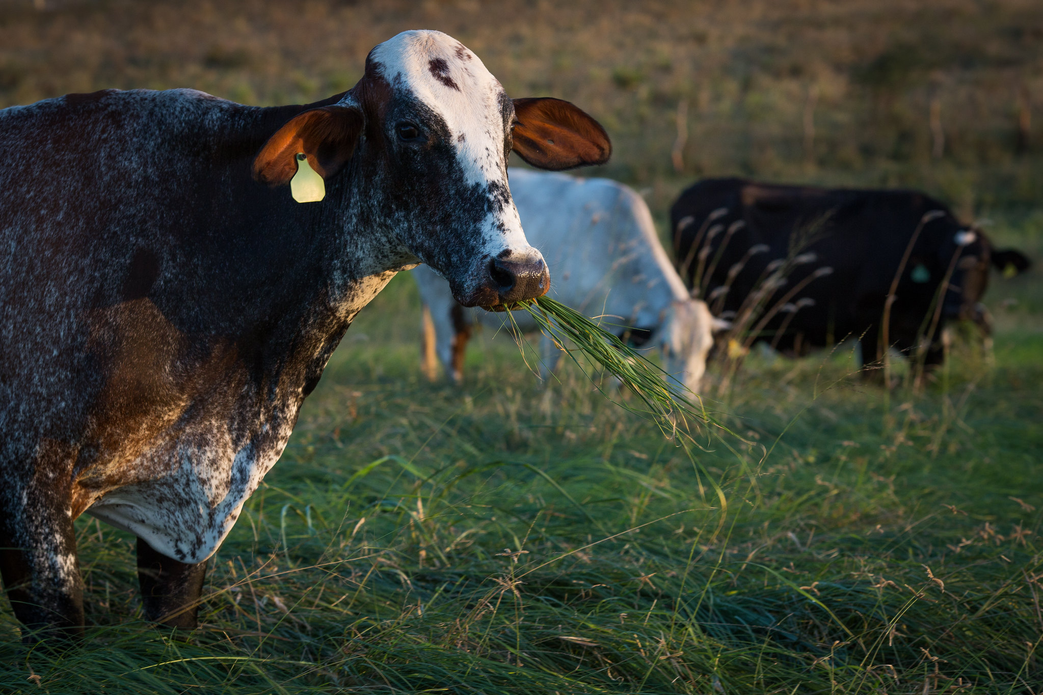 Estudo propõe protocolo nacional único para soja e carne bovina
