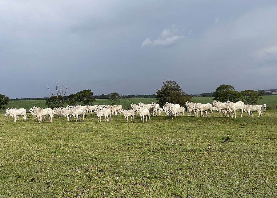 Estudo revela como aumentar a produtividade da pecuária no Brasil
