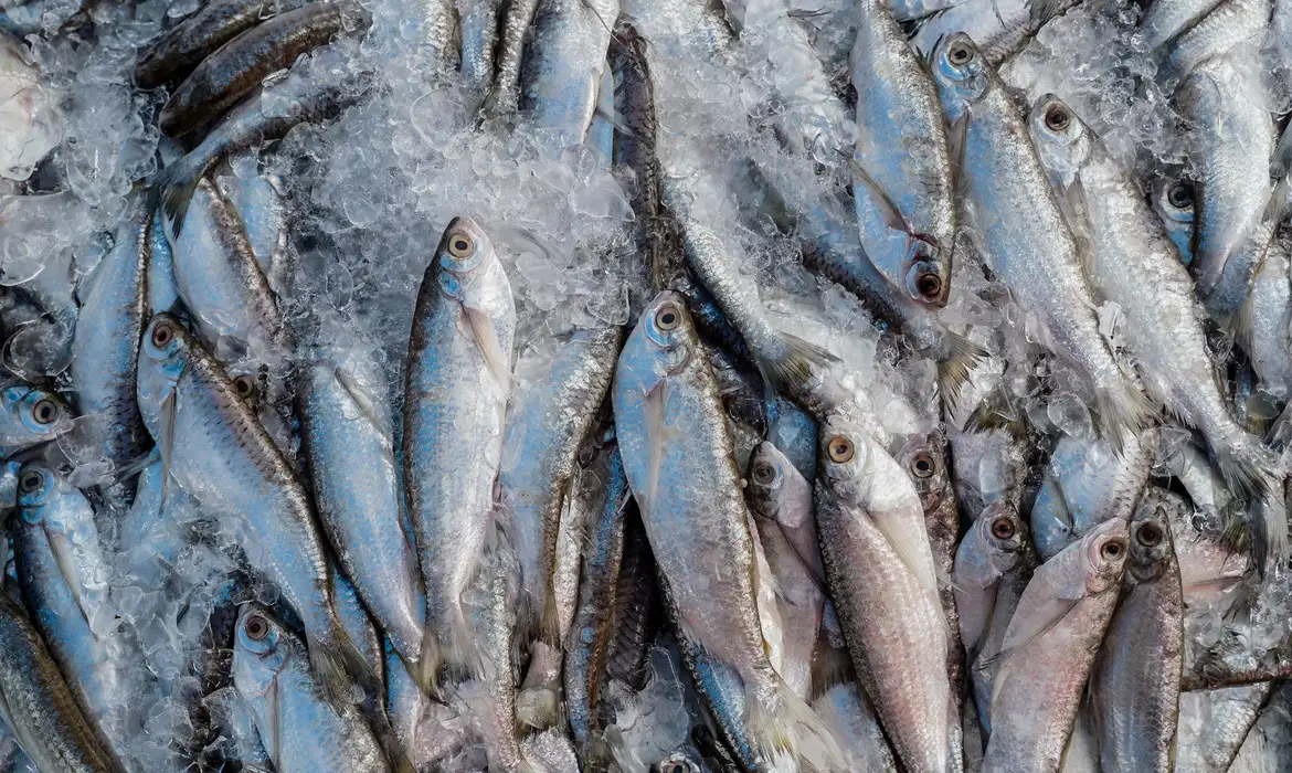 Setor de pescado pede crédito para enfrentar tarifa dos EUA