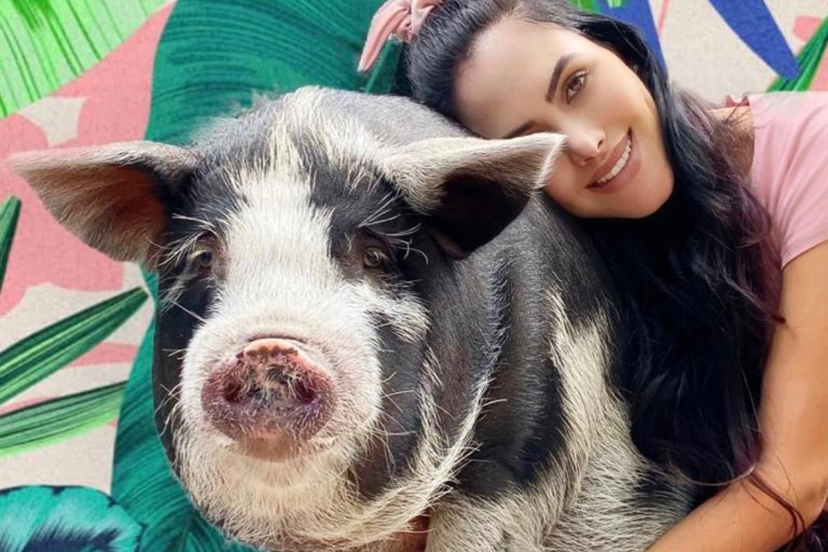 Francisco, o porco influencer que virou febre na internet