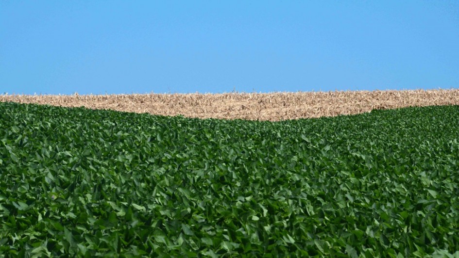 IA prevê produção de soja no Brasil com 72% de precisão antes da colheita