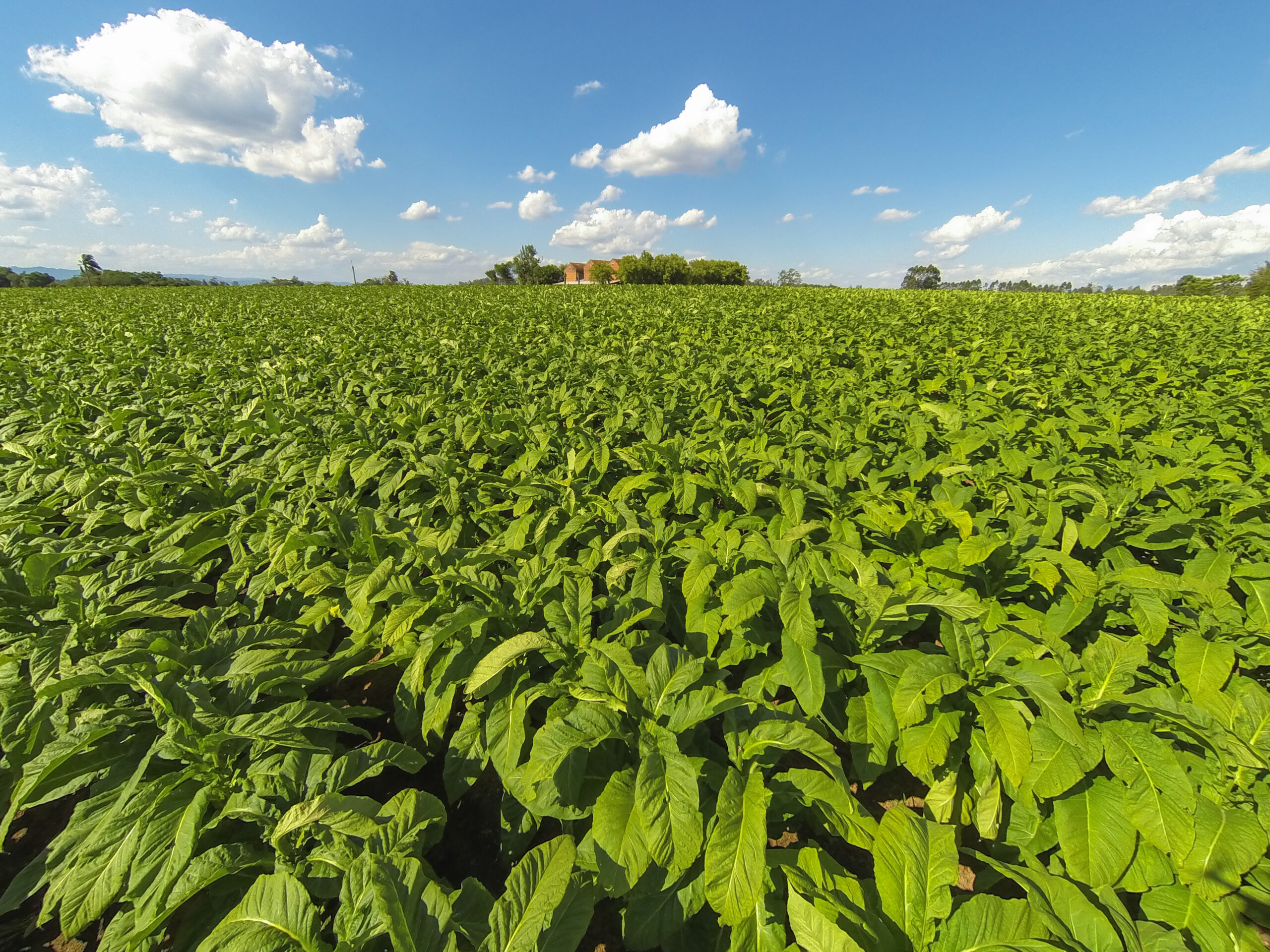 Tabaco pode ser opção para pequeno produtor