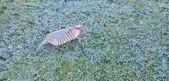 Agricultor encontra tatu congelado durante onda de frio extremo