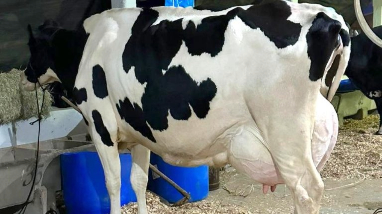 Você sabia? Vaca recordista na produção de leite é brasileira