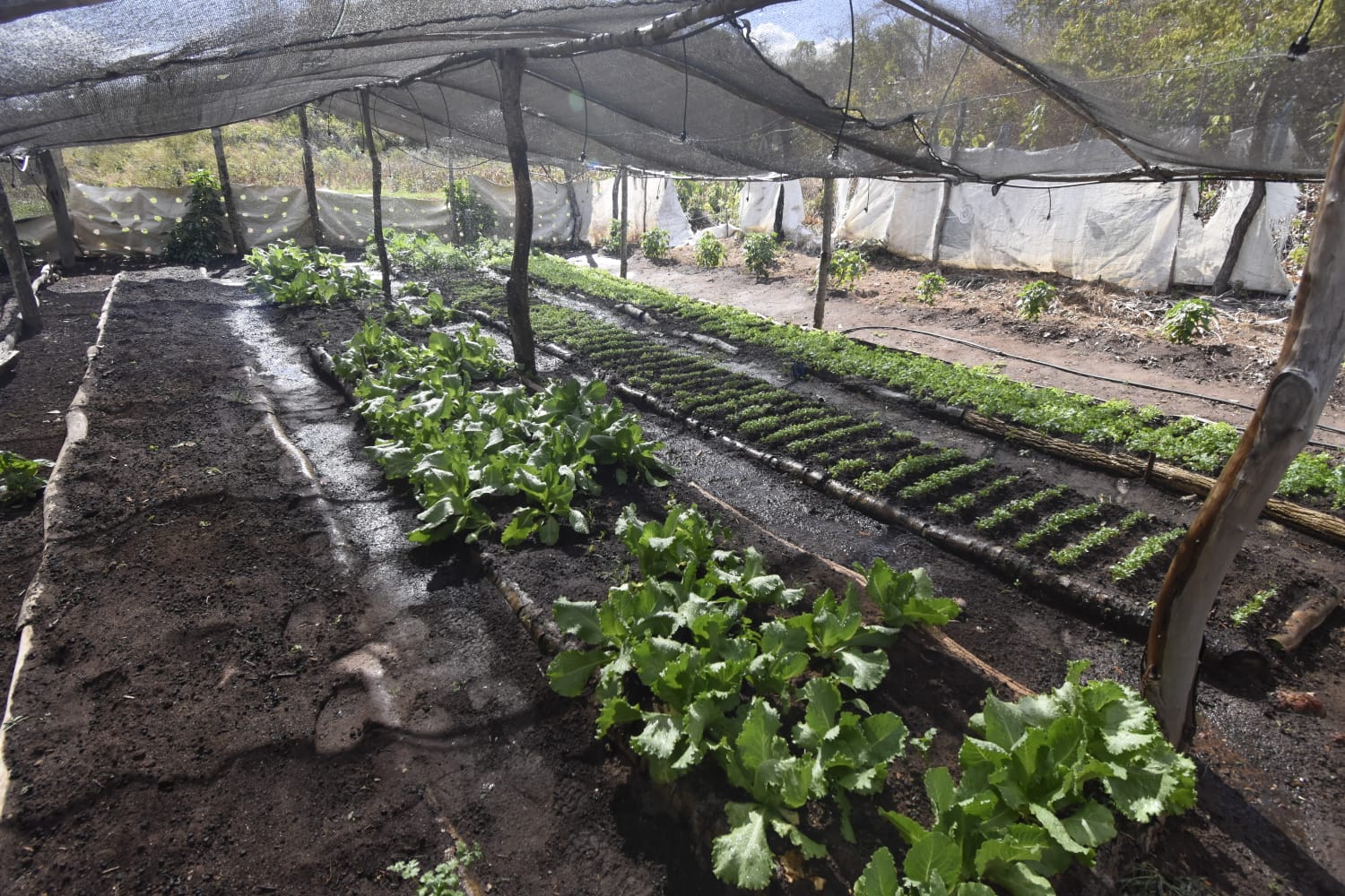 Governo destina R$ 74,9 milhões para mecanização da agricultura familiar no Brasil