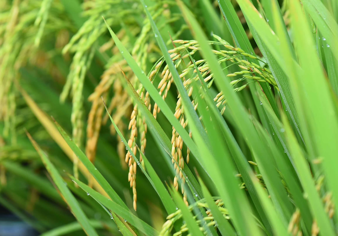 Arroz atinge maior preço em 11 meses com oferta restrita