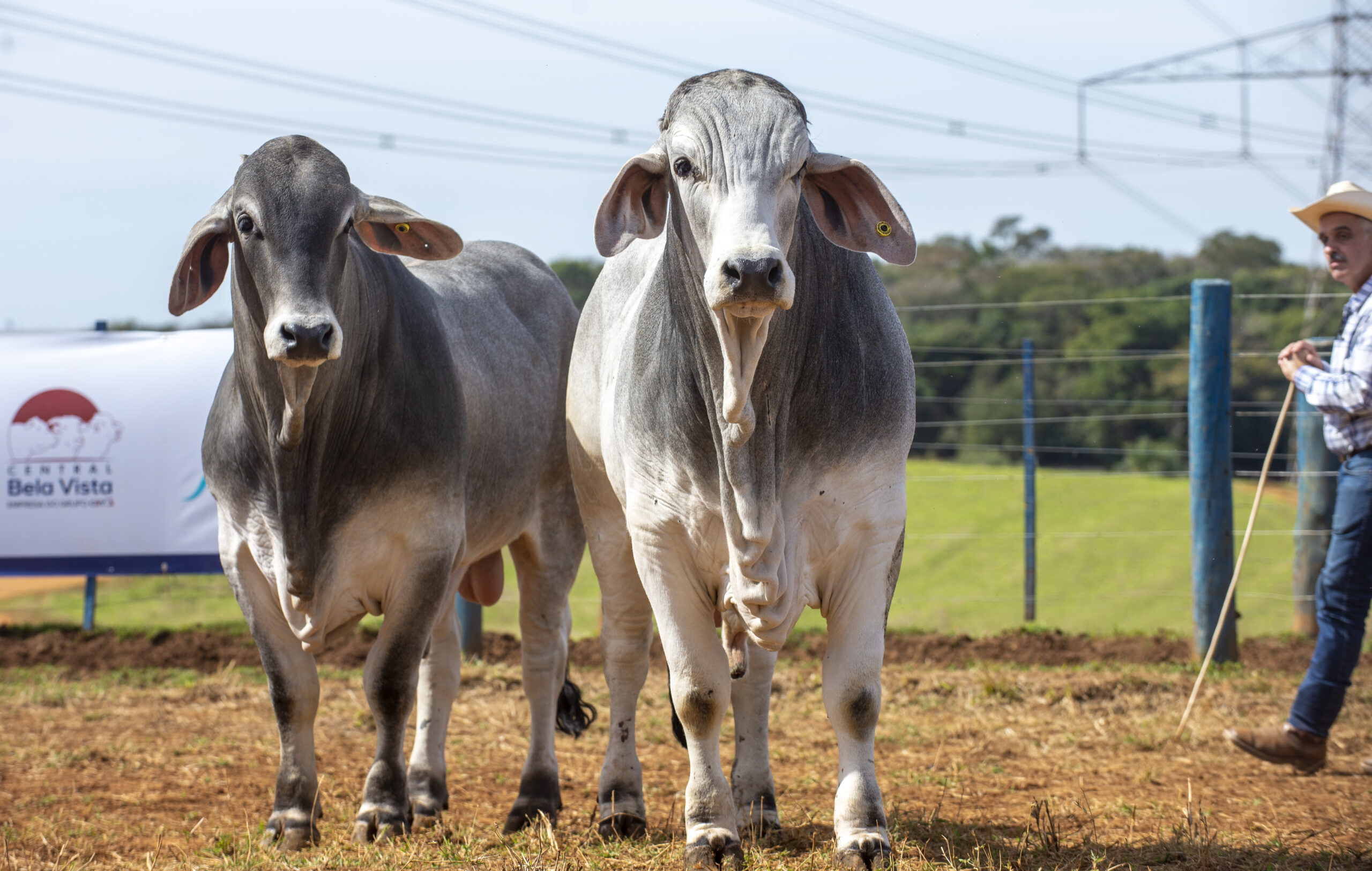 Leilão de touros Brahman e degustação atraem criadores em Uberaba