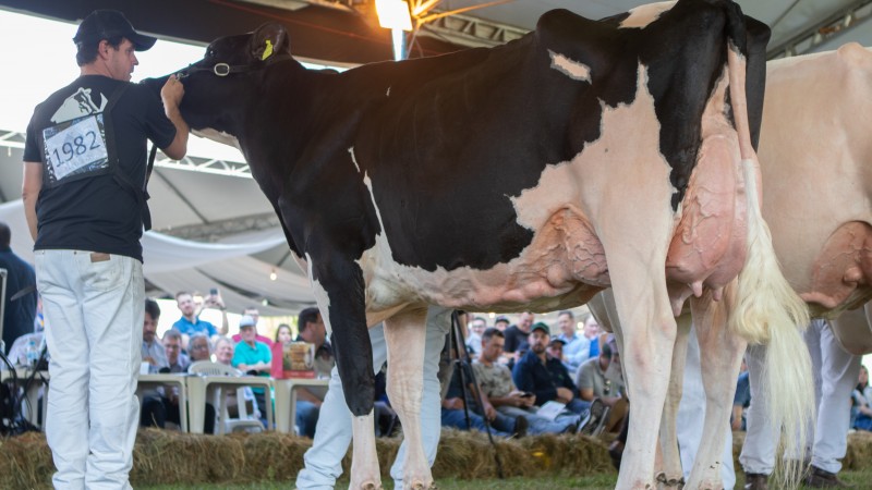 Holandesa registra alta de 44% nas inscrições da Expointer