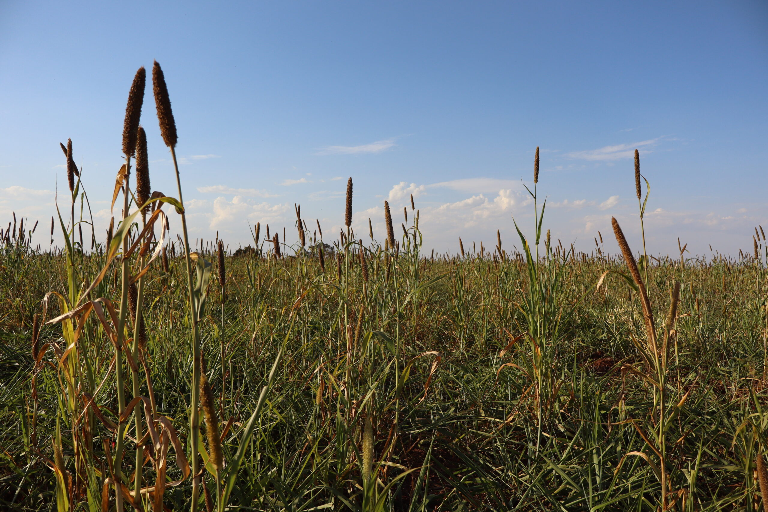 Agricultura regenerativa fortalece manejo e reduz emissões de CO2