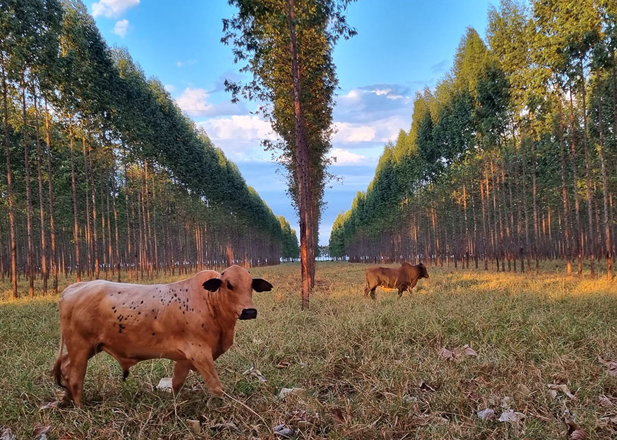 Ferramenta facilita inventário florestal em sistemas integrados