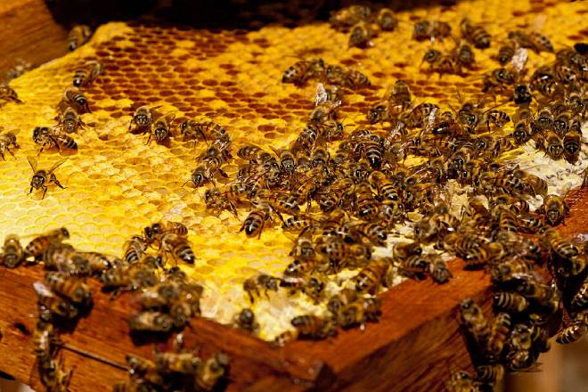 Ataques de abelhas crescem 80% e já matam mais que serpentes