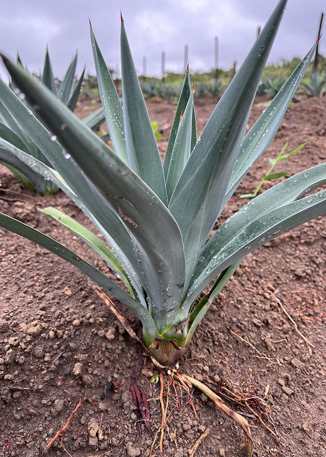 Brasil aposta na tequila para produzir etanol sustentável