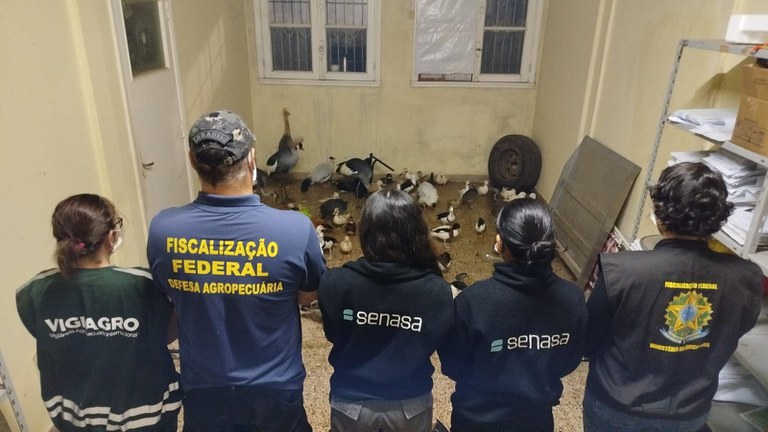 Vigiagro resgata 60 aves ornamentais na fronteira do RS