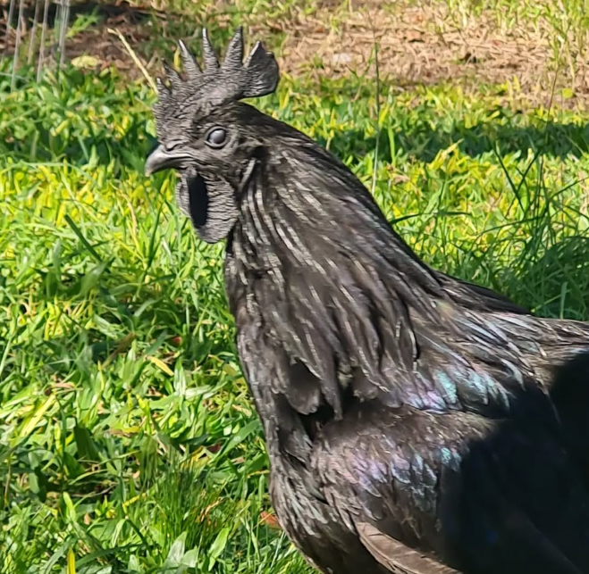 Conheça a galinha mais cara do mundo