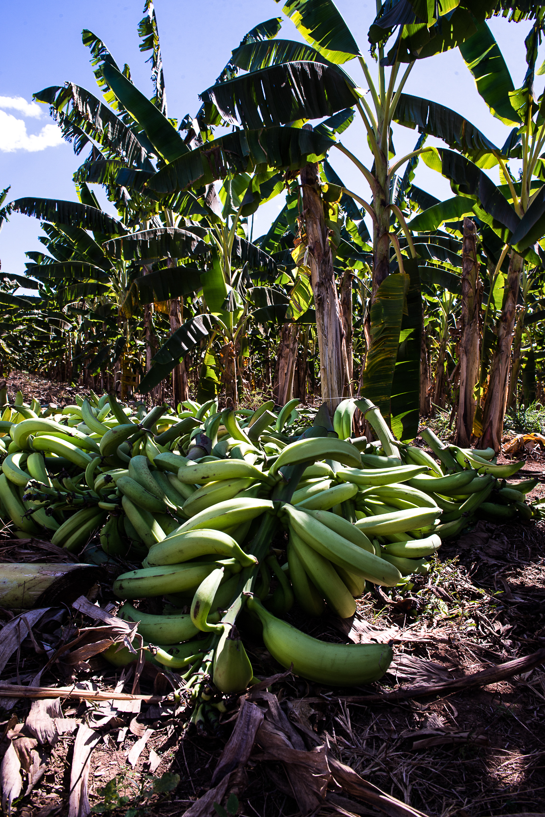 Mudas de banana-terra anã transformam produção em Mato Grosso