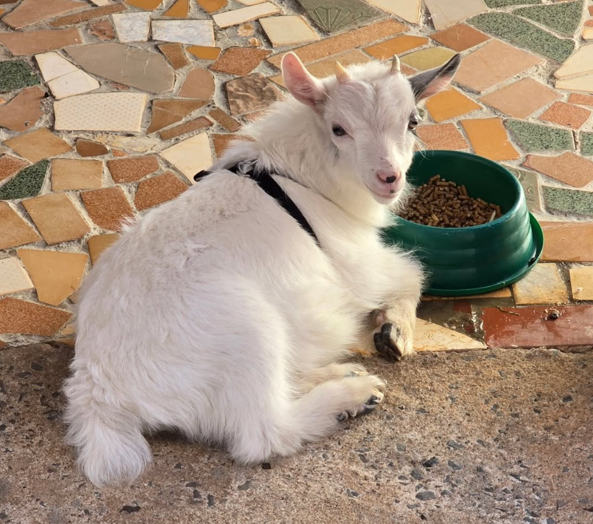 Animal exótico: cabrito pigmeu africano se torna membro da família