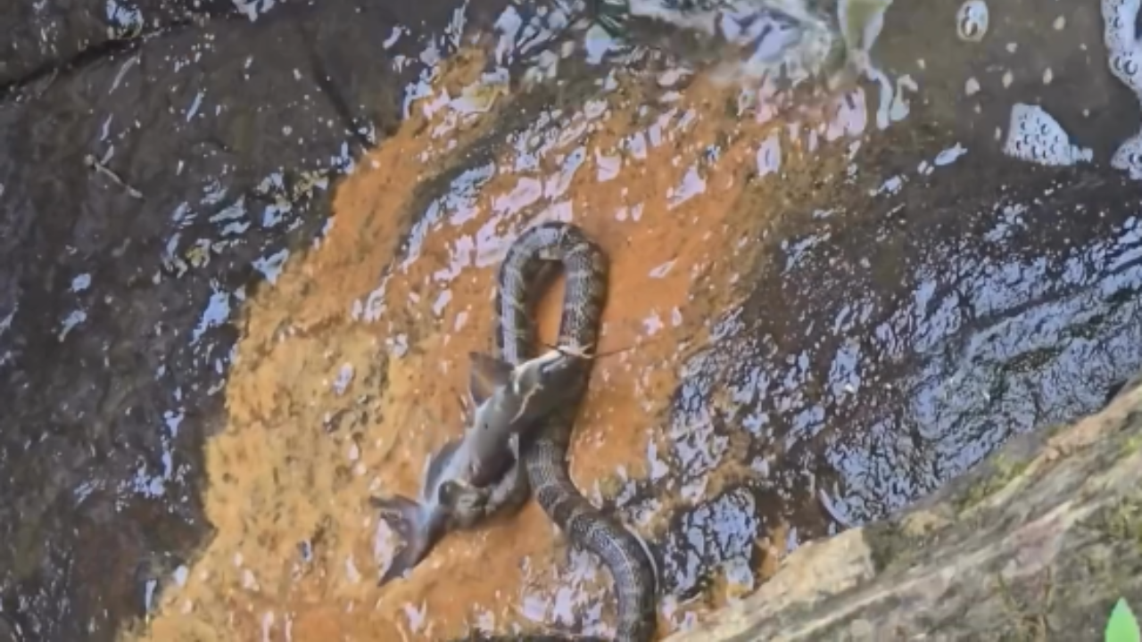 Cobra pescadora é flagrada em gravação impressionante