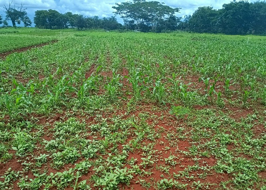 Embrapa descobre técnicas simples que eliminam herbicidas em lavouras orgânicas