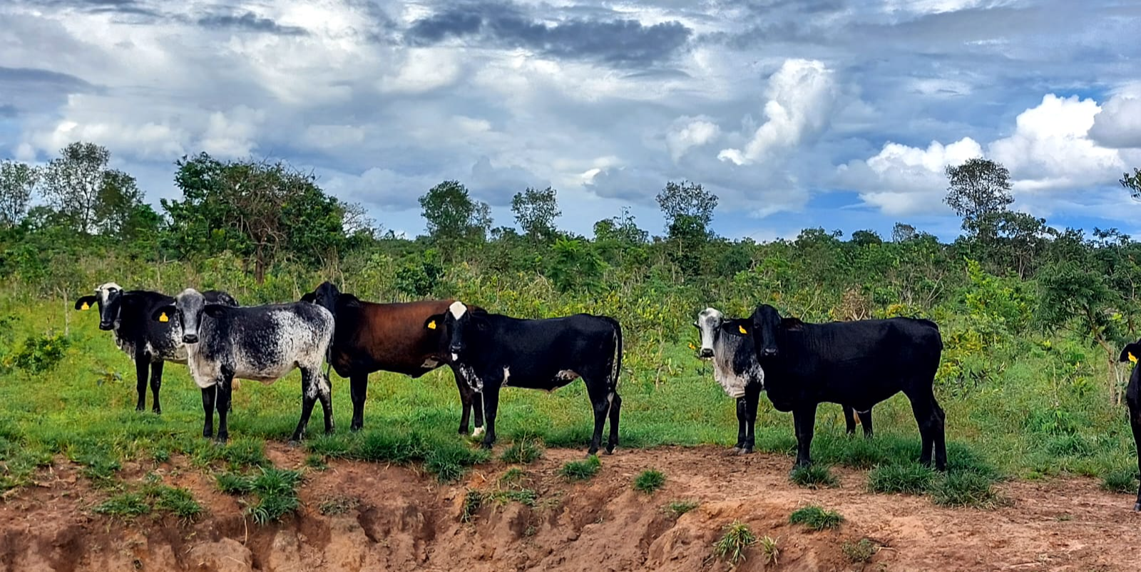 Tecnologia de embriões triplicam renda de produtores de leite