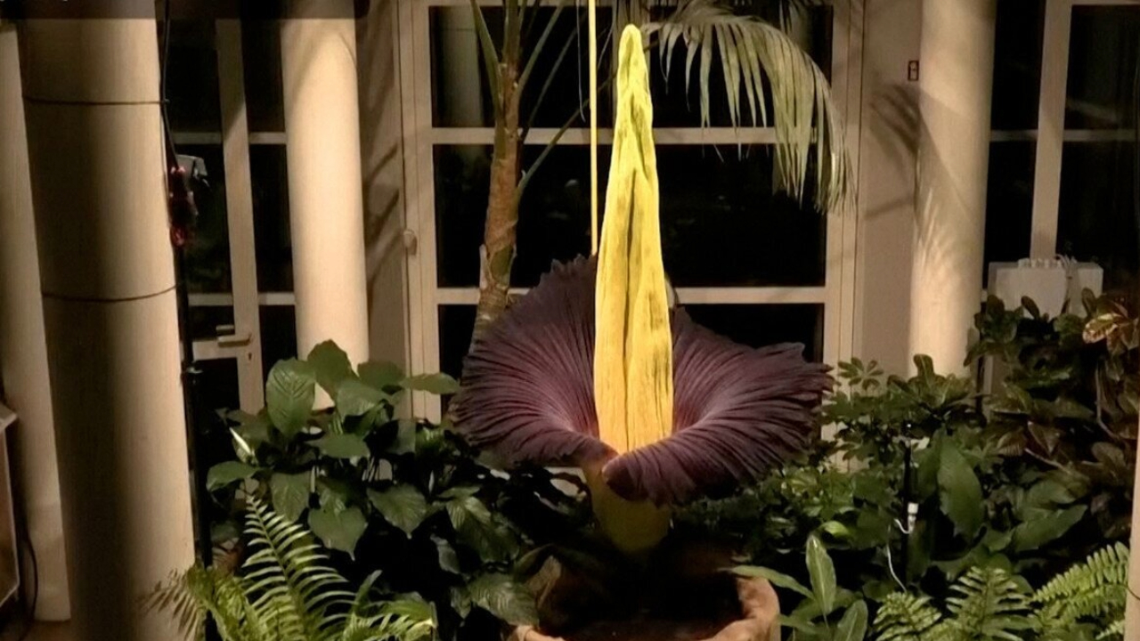 Flor-Cadáver, com cheiro de carne podre, floresce em fenômeno raro