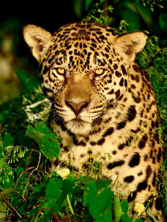 Dia da caça – onças atacam jacarés no Pantanal
