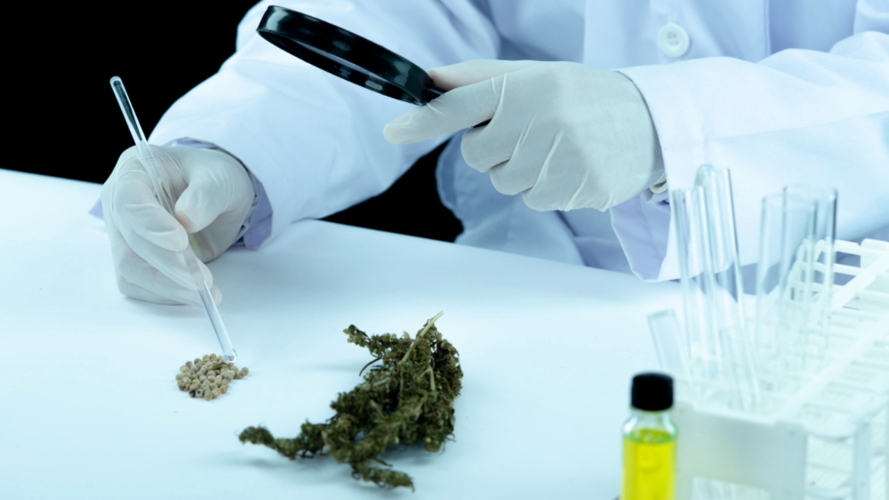 Anvisa autoriza Embrapa a realizar pesquisas com cultivo de Cannabis